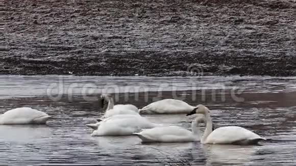 苔原天鹅哥伦布天鹅以池塘为食视频的预览图