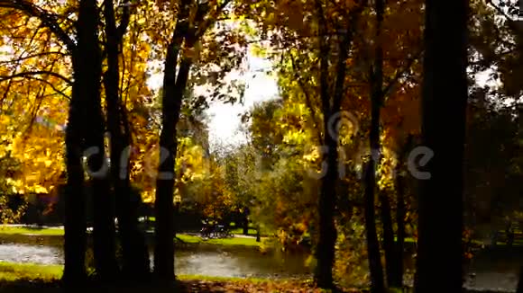 安静的秋天下午在公园里在十月的风里有金色叶子的树视频的预览图