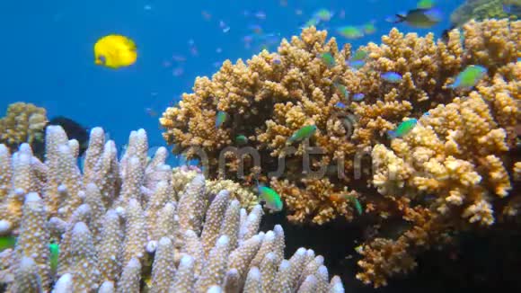 天使皇帝庞加瑟斯统治红海埃及视频的预览图