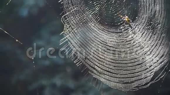 视频蜘蛛在网络上的森林阳光抽象陷阱和危险视频的预览图