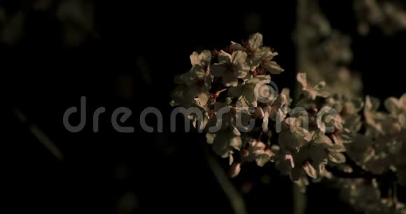 东京公园樱花夜景中摄视频的预览图