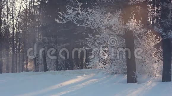 冬天的场景冬天公园的早晨阳光冬季公园日出视频的预览图