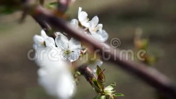 白苹果或樱花视频的预览图