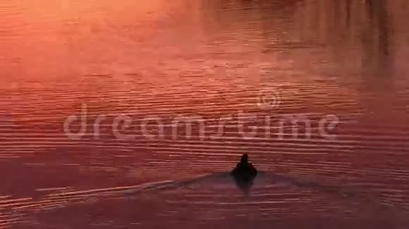 鸭子漂浮在水面上视频的预览图