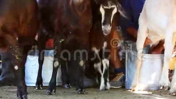 牧羊人挤奶山羊视频的预览图