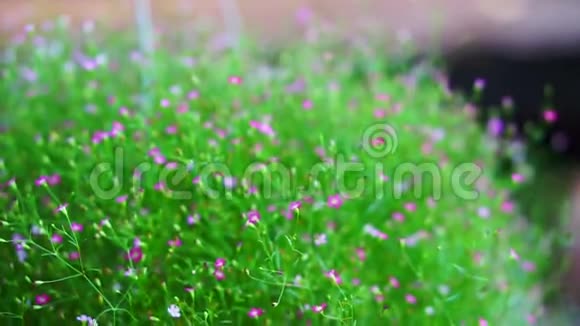 视频蓬松的小花束花卉植物视频的预览图