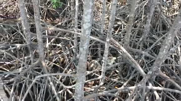 越南南部森林中的几棵树视频的预览图