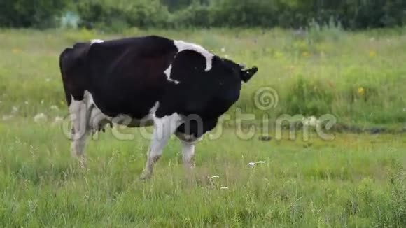 绿色牧场上的奶牛视频的预览图