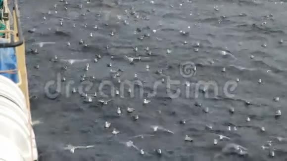 从船上排放鱼废料时海鸥的盛宴视频的预览图