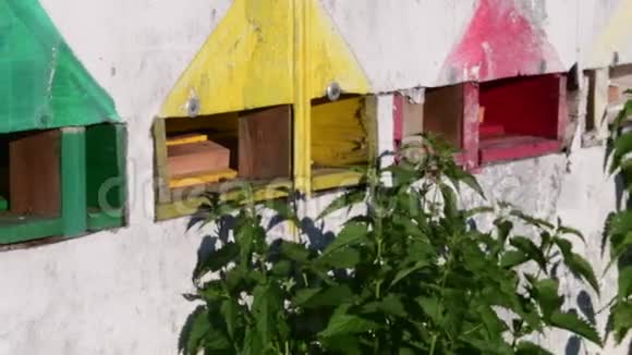 农村蜂巢的景观在蜂巢前移动蜜蜂视频的预览图