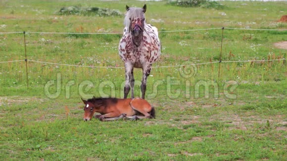 棕色小白驹和斑点母马视频的预览图