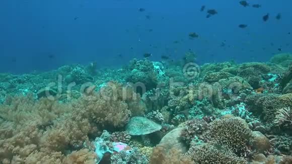 珊瑚礁有鱼和丰富的鱼类4k视频的预览图