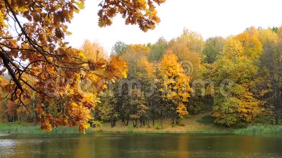 秋天的森林树枝在风中拍打着湖面飘落的黄叶视频的预览图