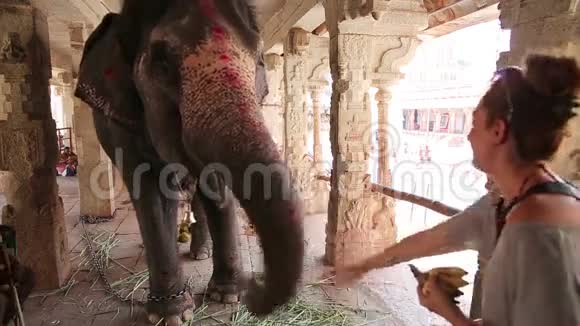 女游客喂大象视频的预览图