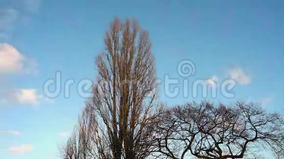 光秃秃的树在风中流逝蓝天白云在冬日里流逝视频的预览图