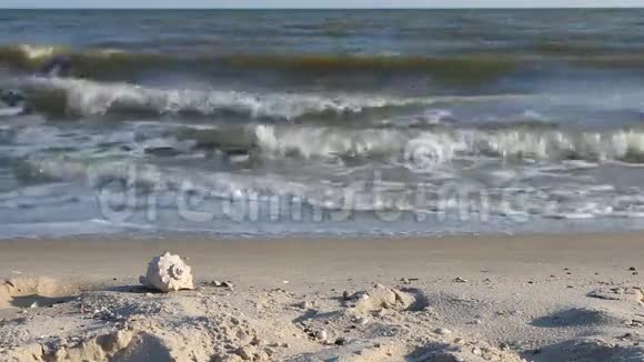 日落时沙滩上的海壳视频的预览图