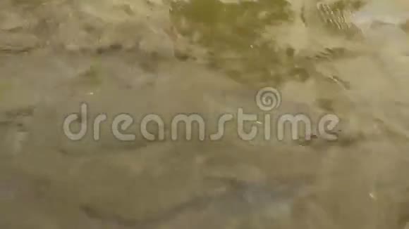 泰国潮河上的鱼视频的预览图