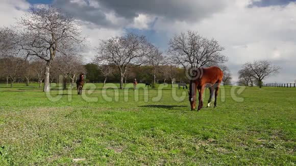 春天牧场上的一小群马视频的预览图
