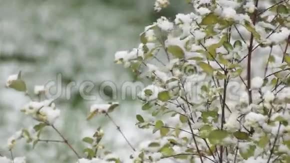 落雪下的雪莓灌木视频的预览图