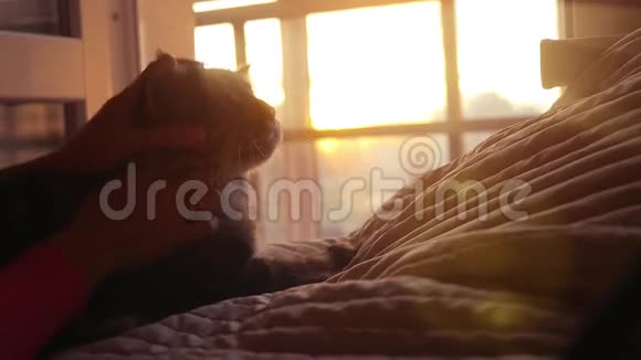 女人与缅因州的猫在日落背景的床上慢动作幸福1920x1080视频的预览图