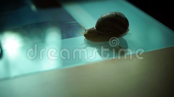 咖啡桌上的蜗牛速度运动视频的预览图