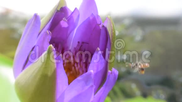 紫莲花伴蜜蜂视频的预览图