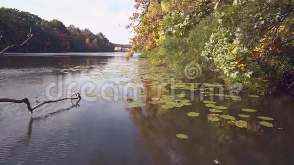 带湖的秋季公园视频的预览图