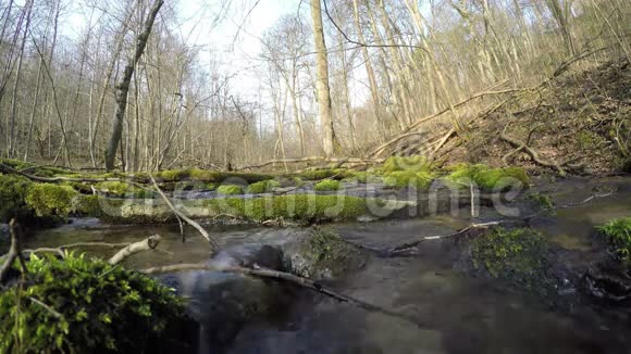 野溪水流苔藓的树木和石头4K视频的预览图