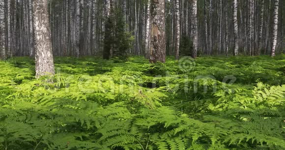 桦树林绿色蕨类植物夏季晴天在森林中休息和放松视频的预览图