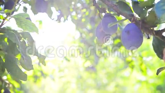 成熟的李子果实在果园的树枝上在一个明亮的夏天阳光照耀视频的预览图