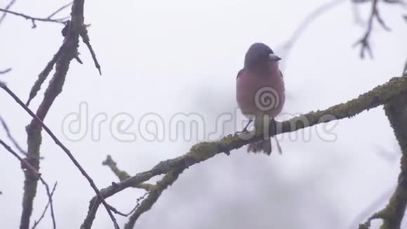 浓雾覆盖森林景观夏天树上的鸟视频的预览图