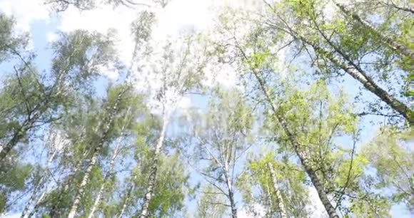 桦树林绿色蕨类植物夏季晴天在森林中休息和放松视频的预览图