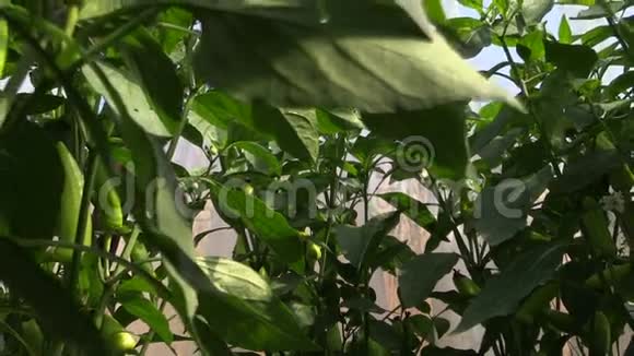 绿色辣椒辣椒和辣椒蔬菜在温室中生长视频的预览图