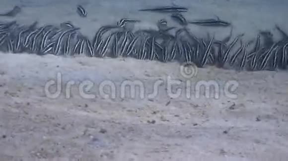 菲律宾野生动物海洋水下条纹鱼学校视频的预览图