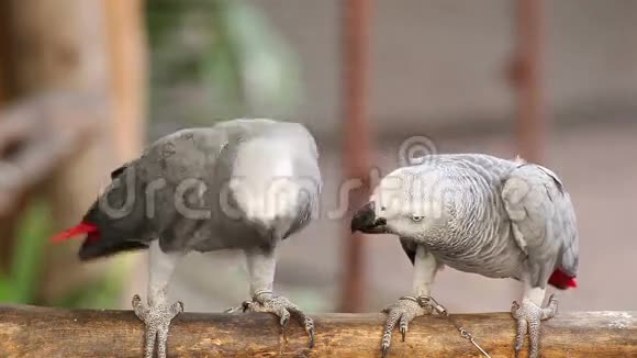一对灰非洲鹦鹉接吻一起照顾视频的预览图