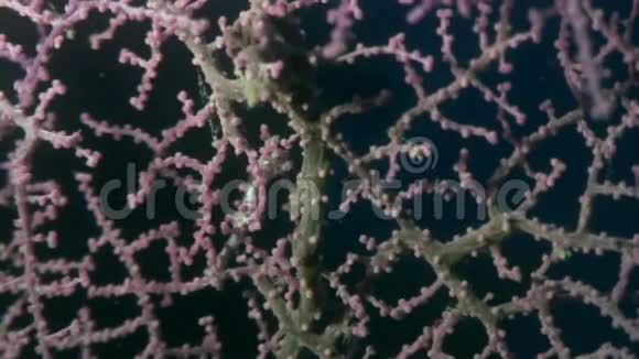 海马面具在菲律宾野生动物海洋水下的大猩猩视频的预览图