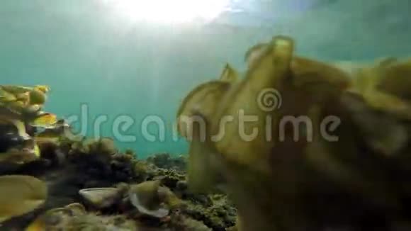 水下清澈的海水和移动的草地视频的预览图