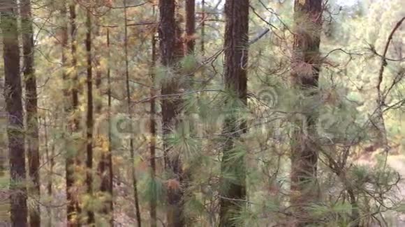 位于特内里费的Teide国家公园的ArafoCorona森林与金丝雀松树视频的预览图