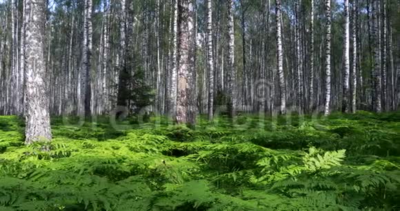 桦树林绿色蕨类植物夏季晴天在森林中休息和放松视频的预览图