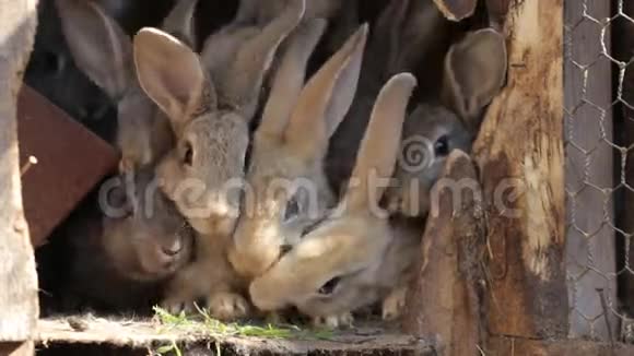 家兔在笼子里家灰兔吃草树叶和玉米兔子在嗅家庭农业视频的预览图