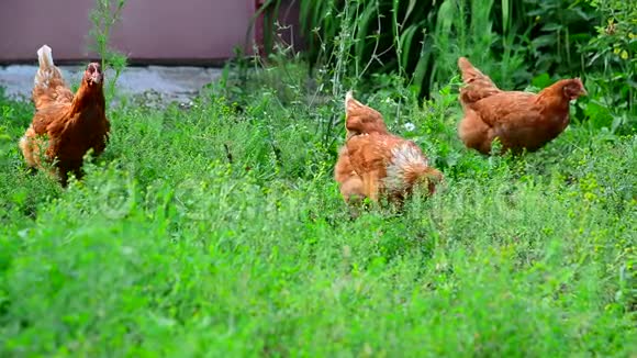 红鸡在院子里吃草视频的预览图