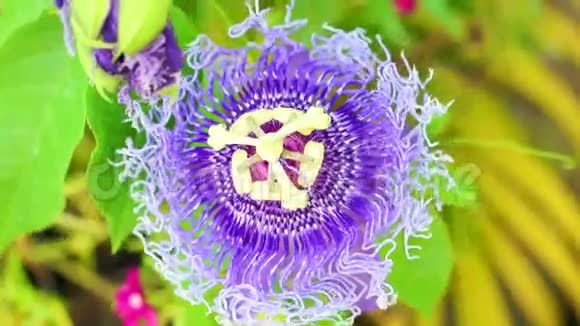 紫花激情花热带奇葩一朵视频的预览图