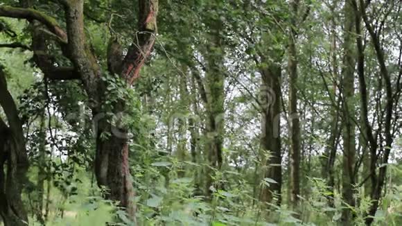 英国春天美丽的森林片段视频的预览图