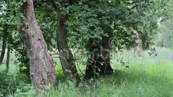 英国春天美丽的森林片段视频的预览图