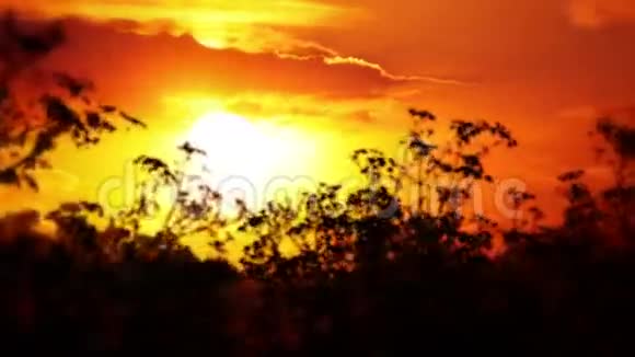 草原草的日落和剪影视频的预览图