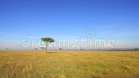 非洲热带草原的相思树视频的预览图