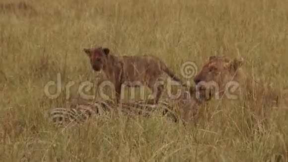狮子幼崽坐在死去的斑马身上视频的预览图