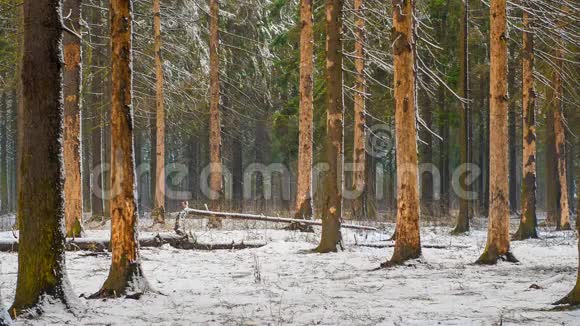 冬季森林景观在下雪视频的预览图