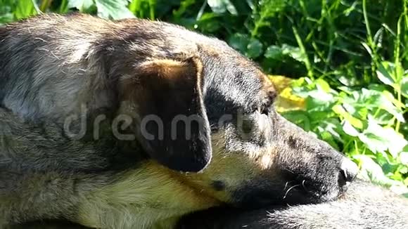 阳光明媚的一天一只五颜六色的大狗躺在绿色的草坪上躺在阳光下视频的预览图