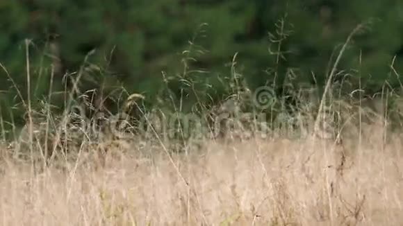 枯黄的草在风中摇曳视频的预览图